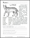Lynx Informational Text Worksheet