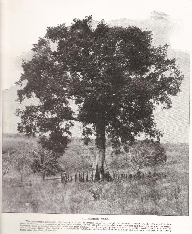 SURRENDER TREE: The photograph represents the tree as it is at the present time, surrounded, by order of General Wood, with a triple wire fence or trocha, as a protection against relic hunters, whose depredations are visible on the roots and lower portions of the trunk. Surrender Tree is located about four miles out from Santiago, on the estate of Senor Morett, a wealthy cattle raiser, who lives at Ponce, Puerto Rico. The bodies of a number of American soldiers, buried under and near this tree, were removed to the United States after the close of the war.